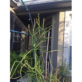 8 Healthy Cuttings Pencil Cactus - Euphorbia Tirucalli Firesticks Live Plant WCRF7