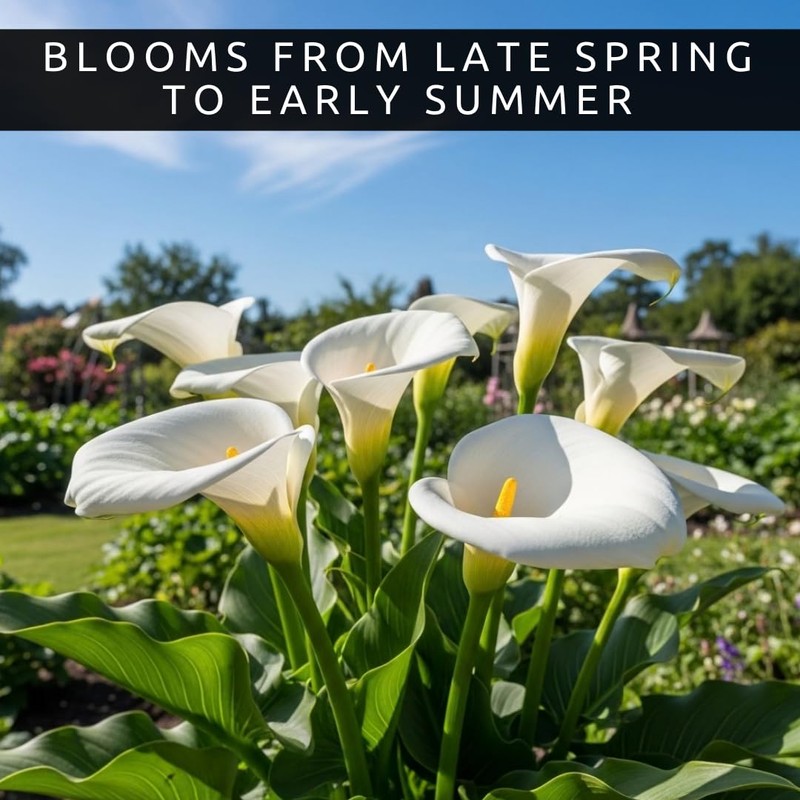 3 White Calla Lily Bulbs for Planting – Large, Healthy