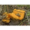 Chanterelle Mushroom Spores in Sawdust Bag Garden Grow Kit Makes