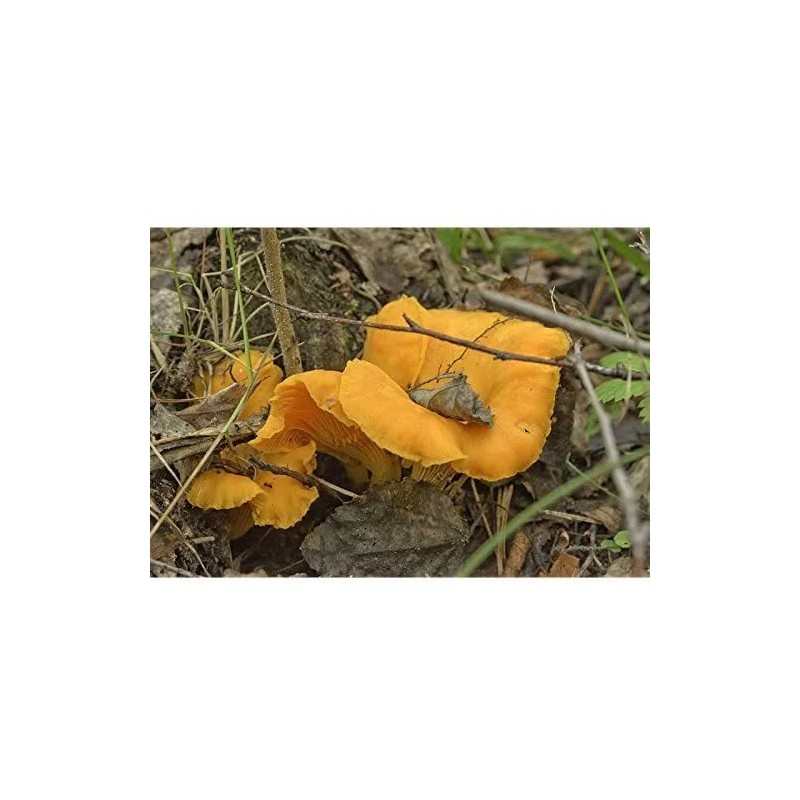 Chanterelle Mushroom Spores in Sawdust Bag Garden Grow Kit Makes