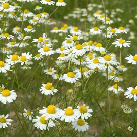 Aromatics International Chamomile German Essential Oil England 5ml