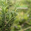 Organic Rosemary 500mg - 90 Vegan Capsules - High Strength