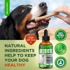 SalutemPet Natural Dog Antibiotics | UTIs, Allergies, Joints, Digestion |