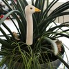Tangoo Small Ceramic Goose Midi White with Metal Pin Approx.