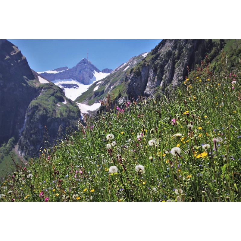 Mountain Herbal Tea Made from Natural Herbs without Additives Basic