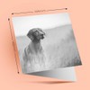 1 x Greeting Card BW - Hungarian Pointer Vizsla Dog