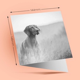 1 x Greeting Card BW - Hungarian Pointer Vizsla Dog - Blank Birthday Celebration Anniversary #35324