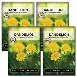 Sow Right Seeds - Common Dandelion Seeds for Planting - Non-GMO Heirloom Packet with Instructions to Grow an Outdoor or Indoor Herb Garden - Herbal Teas & Medicinal Uses - Great for Wildlife (4)
