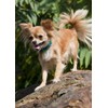 LupinePet Originals 1/2" Tail Feathers 10-16" Adjustable Collar for Small