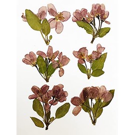 UOKWIWI 6 pcs Begonia Real Natural Dried Pressed Flowers for Resin Art Craft DIY