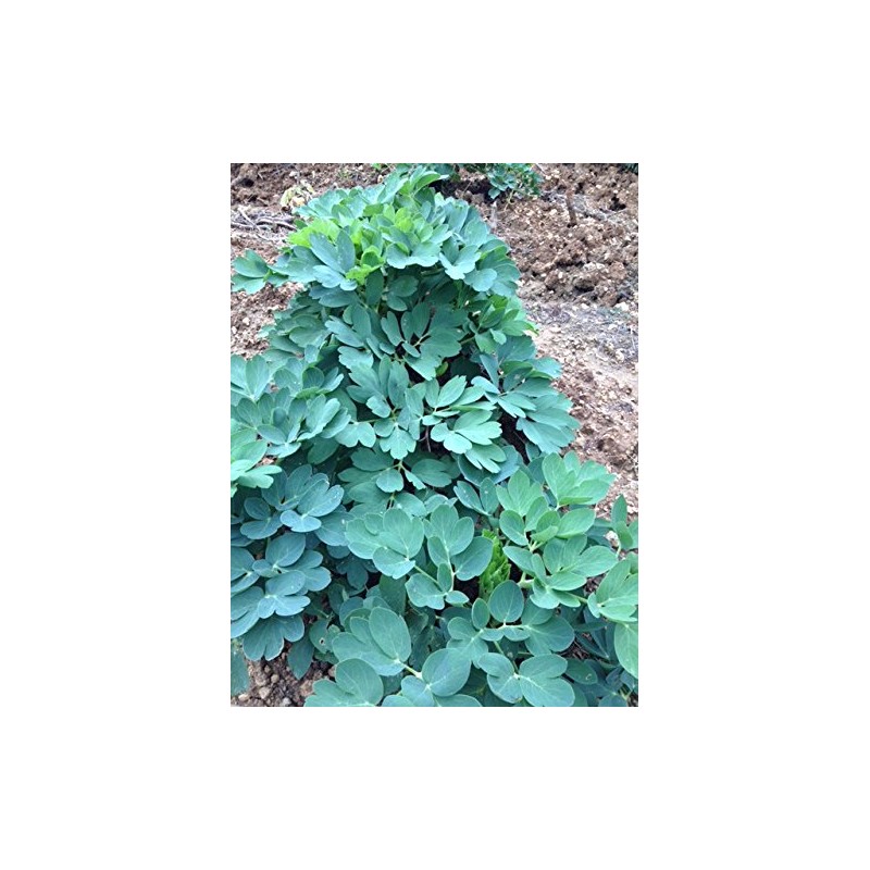 SUGURI 長命草粉末(与那国島産)