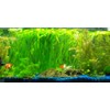 Jungle Vallisneria Rooted Plants 15-20 inches Tall - Easy Background