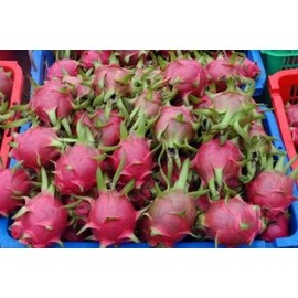 American Beauty Dragon fruit plant fruit vine cactus