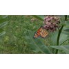 Milkweed Monarchy 100 Organic Milkweed Seed Balls - Enhance Garden,