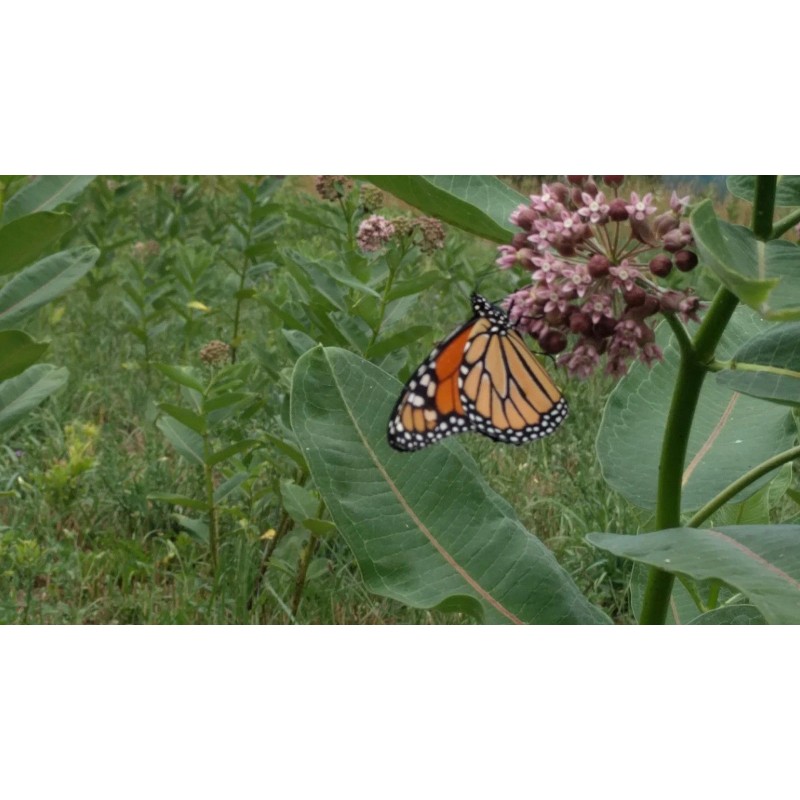 Milkweed Monarchy 100 Organic Milkweed Seed Balls - Enhance Garden,