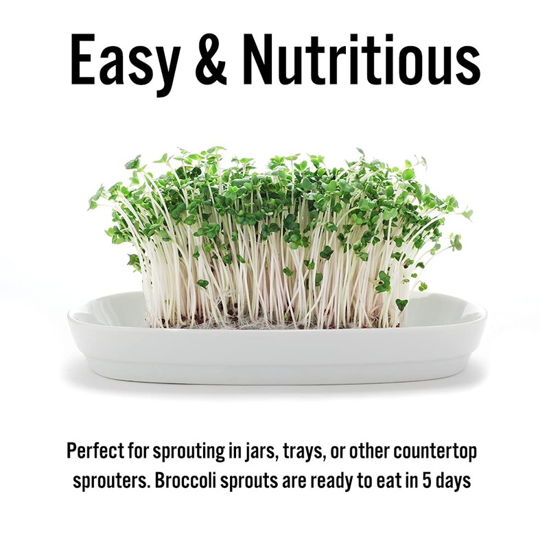 1 lb Broccoli Sprouting Seeds - Perfect for Sprouting &
