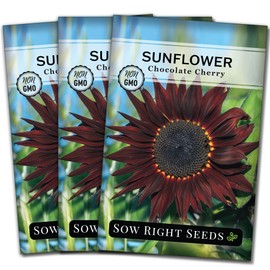 Sow Right Seeds - Chocolate Cherry Sunflower Seeds for Planting - Non-GMO Heirloom Packet with Instructions for Growing - Beautiful Giant Flower - Rare Burgundy and Dark Brown Petals (3)