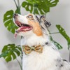 Huxley & Kent Bow Tie for Pets | Silly Squirrels
