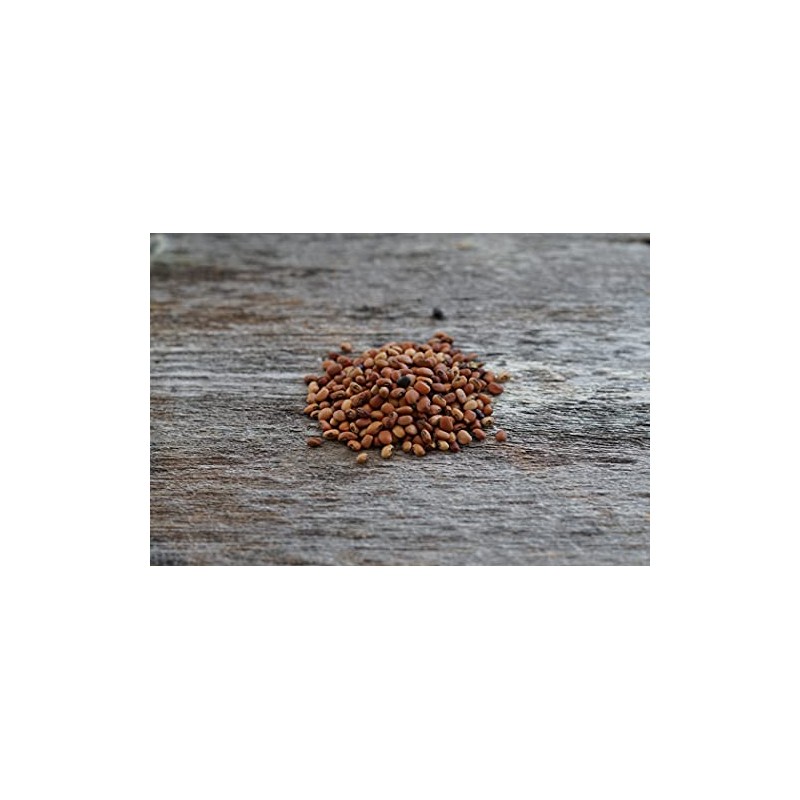 Hale Habitat & Seed Cowpea Food Plot Seed, 5 lbs