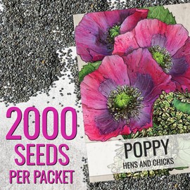 Seed Needs Hens & Chicks Poppy Seeds for Planting - Heirloom & Open Pollinated Annual Wildflowers - Beautiful Poppies to Attract Pollinators to a Butterfly Garden (1 Pack)