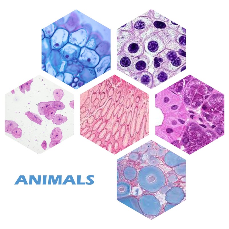 Prolee 200 Packs Microscope Slides, 100 Plants & 100 Animal