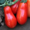 Organic San Marzano SHORT Vine Tomato ~25 Seeds - Organic,