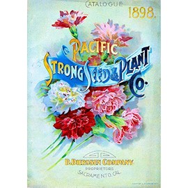 A SLICE IN TIME 1898 - Pacific Carnations Vintage Flowers Seed Packet Advertisement Poster