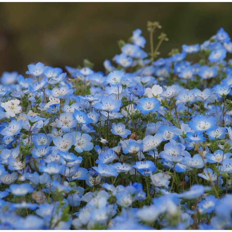 Fukkaen Seedlings, Nemophila Seeds (Insignis for Landscapes, Blue) 3.4 fl