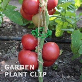 100PCS Green Plant Support Clips, Tomato Clips, Garden Clips, Trellis Clips, Vine Clips for Climbing Plants to Prevent Tomatoes from Pinching or Falling Off