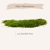 PHILARO Plate Moss - Real Natural Plate Moss from Sweden,
