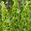 22Day Seeds: Seeds Bells of Ireland/Moluccella/Shellflower/Annual Flowers