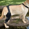 Knee Brace for Dogs | Dog Rear Leg Sleeve |