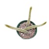 Live Cactus Plants Discocactus Flagelliformis-Rat Tail (Pictured in a 4"