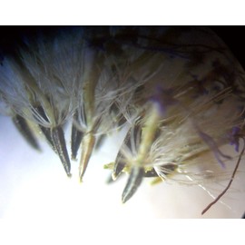 Blue Mist Flower - Conoclinium coelestinum - 10 Seed Heads (Organically Grown)