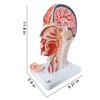 EVOTECH SCIENTIFIC Human Half Head Superficial Neurovascular Model with Musculature,