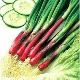 CEMEHA SEEDS - Seeds Red Welsh Onion Bunching Non GMO Vegetable for Planting