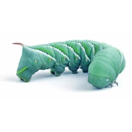ABDRAGONS Live Hornworms 25 Ct Per cup | Feeder Insects | Reptile Feed | Live Guarantee - 2 Cups Qty:50, Hold at Post Office