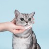 PETHROOM [Pesroom] Aqua Grooming Clean Pad (50 sheets) for Cats
