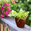 2-Pack 10-Inch Dark Wood Plastic Self-Watering Flower Pots & Planterscolor: