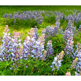 TomorrowSeeds - Blue Bonnet Perennial Lupine Seeds - 100+ Count - For 2025 Planting Lupinus Perennis Sundial Wild Eastern Lupin Cold Hardy Perennial Garden Flower Grow Your Own Home Farm Patio Healthy