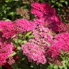 Anthony Waterer Spirea, Vibrant Color-Changing Flowering, Vibrant Foliage, Deciduous, Compact,
