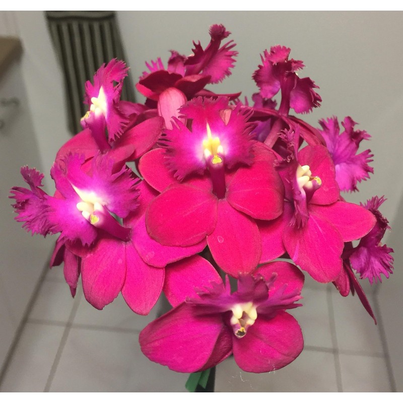 Orchiata Pine Bark for Orchids, Aroids and Tropicals - Power