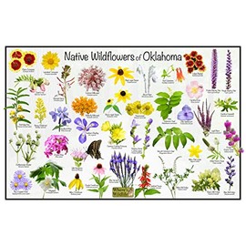 Where's Wildlife Native Wildflowers of Oklahoma Poster - Flower Chart (16" x 24")