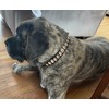 Handmade Seashell Dog Collar, Fasionable Natural Novility Origional Coastal Beach