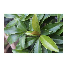 Japanese Holly Ardisia crispa 10 Seeds Unique & Rare! Red Berries - Evergreen Leaves -Perfect Container Plant- Bonsai Seed