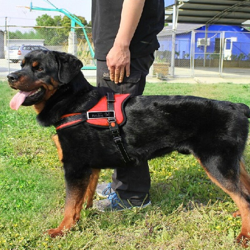 Gankarii No-Pull Padded Adjustable Dog Training Walking Harness Vest, Red,