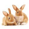 20 Napkins Curious Rabbits Animals Animal Motif Spring Easter Easter