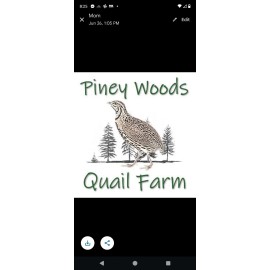 48 Fertile Jumbo Brown Quail Eggs