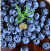 Blueberry Seeds for Planting 200 Pcs
