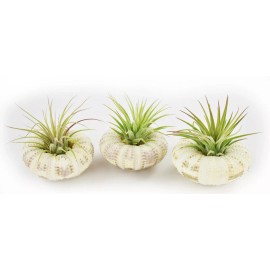 Florida Shells and Gifts 3 Beautiful Air Plants in Gator Sea Urchin Nautical Gift Beach Wedding Deco